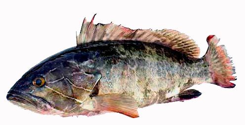 Epinephelus aeneus_004